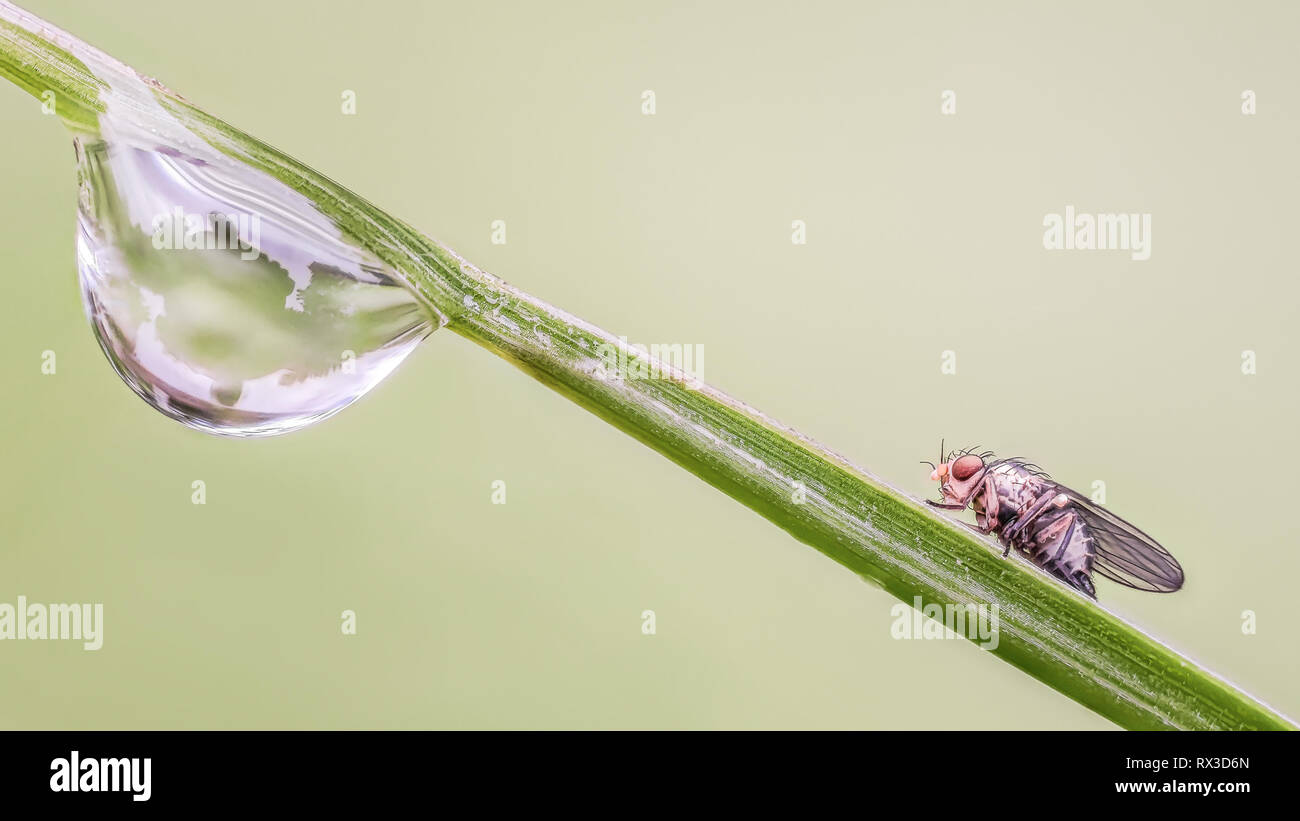 Fliege und Wassertropfen Makro, Nahaufnahme mit vielen Details mit Hilfe von Focus Bracketing. Detailreiche Makroaufnahmen von kleinen Tieren Stock Photo