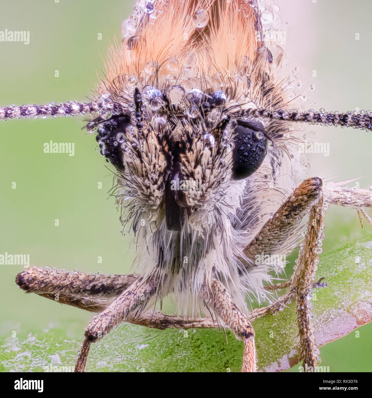 Falter Makro, Nahaufnahme mit vielen Details mit Hilfe von Focus Bracketing. Detailreiche Makroaufnahmen von kleinen Tieren Stock Photo