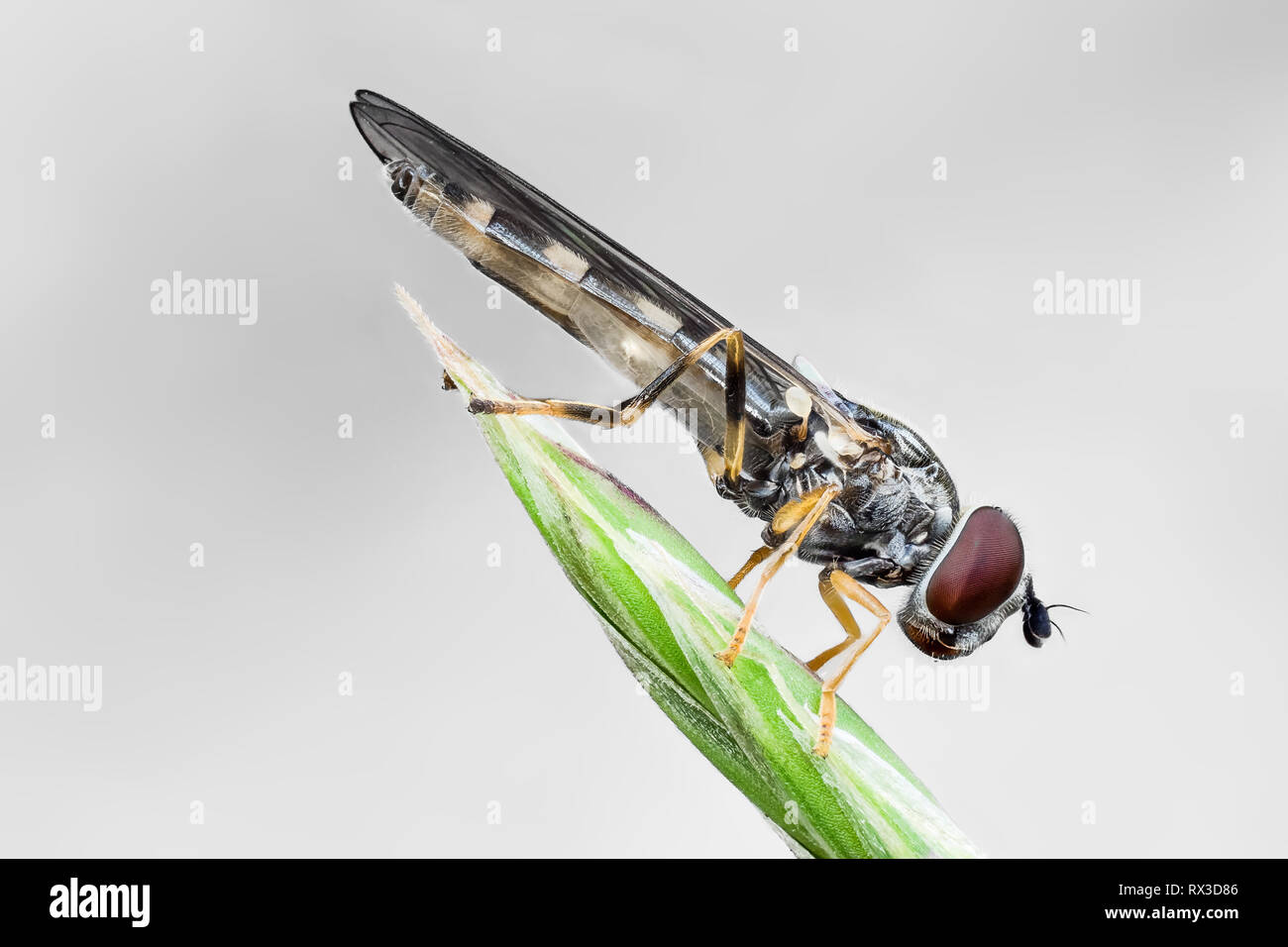 Insekten Makro, Nahaufnahme mit vielen Details mit Hilfe von Focus Bracketing. Detailreiche Makroaufnahmen von kleinen Tieren Stock Photo