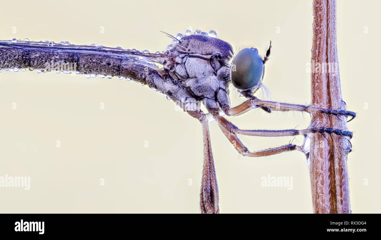 Insekten Makro, Nahaufnahme mit vielen Details mit Hilfe von Focus Bracketing. Detailreiche Makroaufnahmen von kleinen Tieren Stock Photo