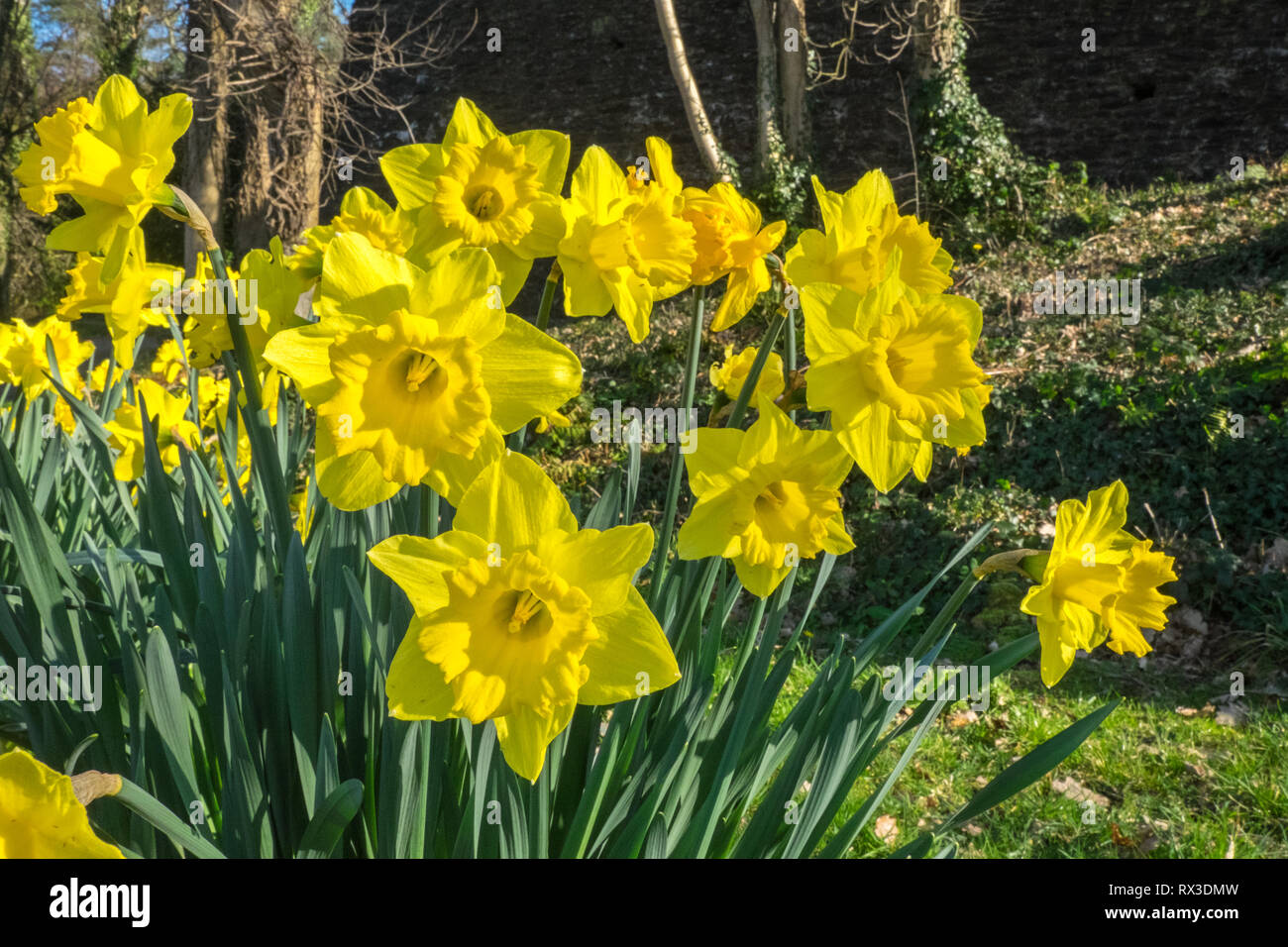 Daffodils,daffodil,in,bloom,blooming,national,flower,of,Wales,in,bloom,UK Weather: 20 degrees in this area of Ceredigion,Mid Wales,Welsh,landscape, Stock Photo