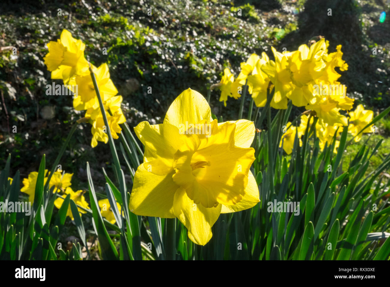 Daffodils,daffodil,in,bloom,blooming,national,flower,of,Wales,in,bloom,UK Weather: 20 degrees in this area of Ceredigion,Mid Wales,Welsh,landscape, Stock Photo