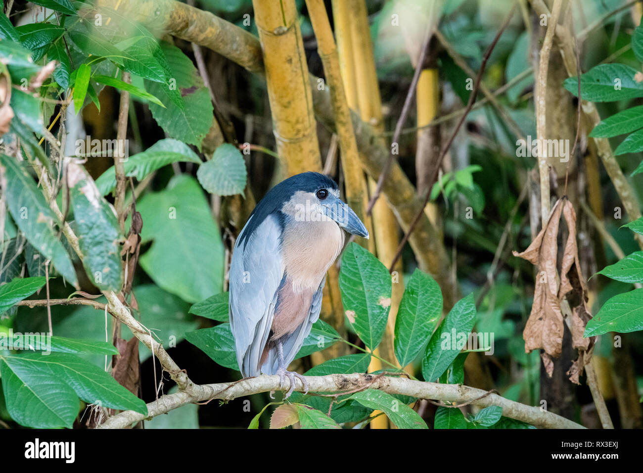 With its massive broad scoop-like bill and very big eyes the Boat-billed Heron is the funniest-looking of all Costa Rican herons. The wading bird lives in small colonies, often hiding in thick cover. The oversized eyes are an adaptation to hunting at dawn and at night. Stock Photo