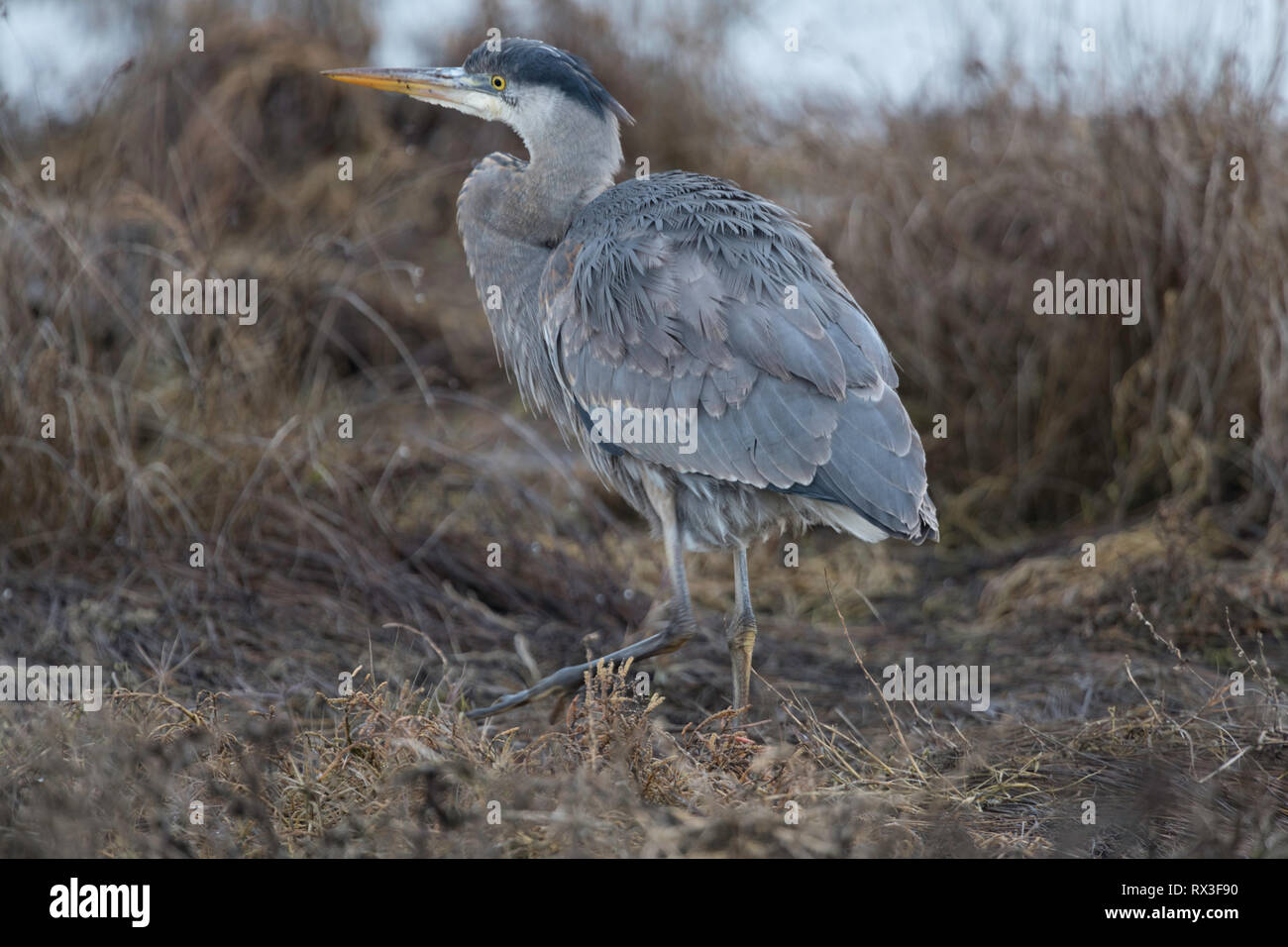 Coastal marsh birds hi-res stock photography and images - Alamy