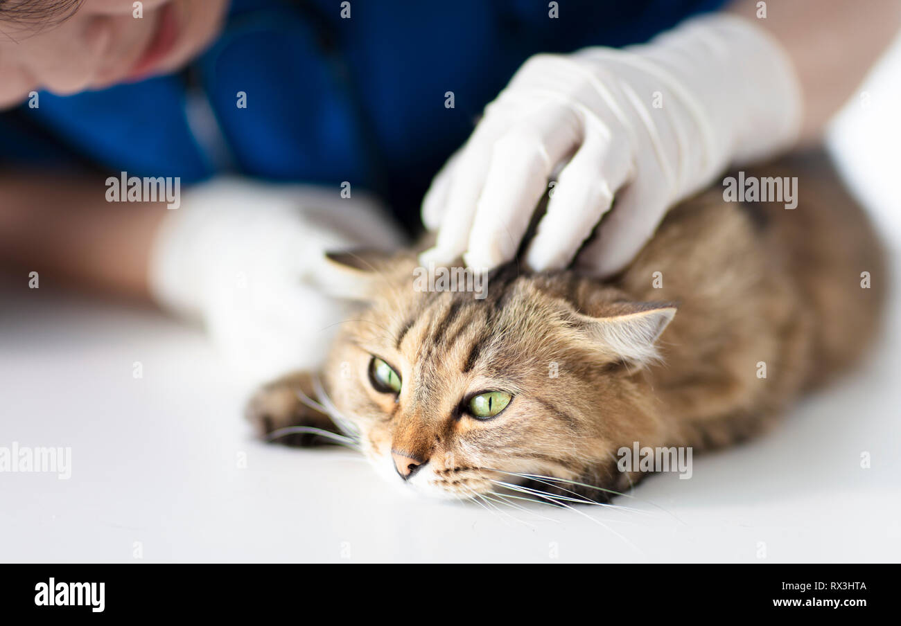 Cat cleaning ears hires stock photography and images Alamy