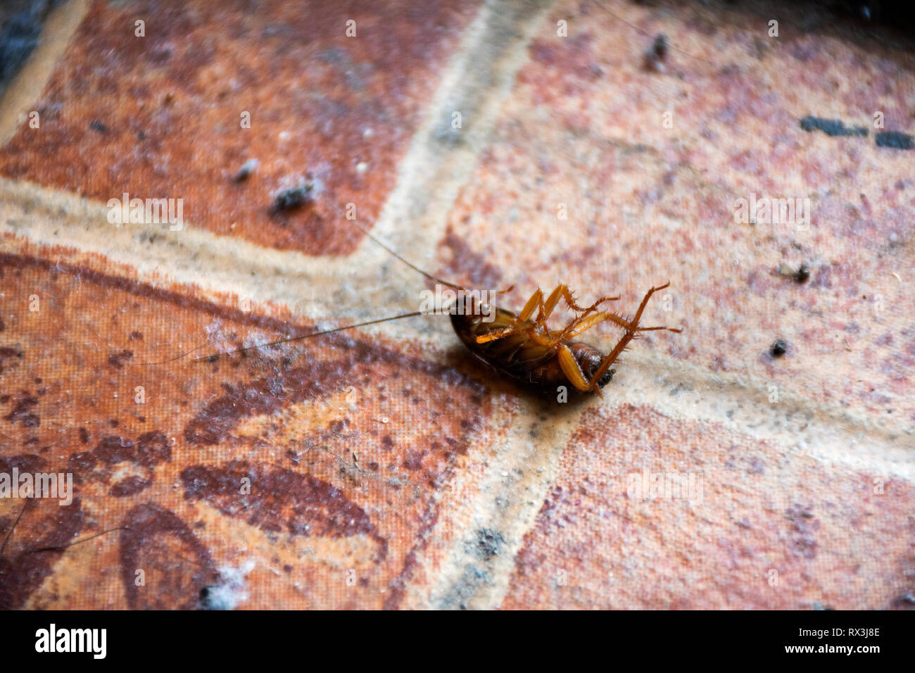 Small and young cockroach lie waiting for death on floor in house ...