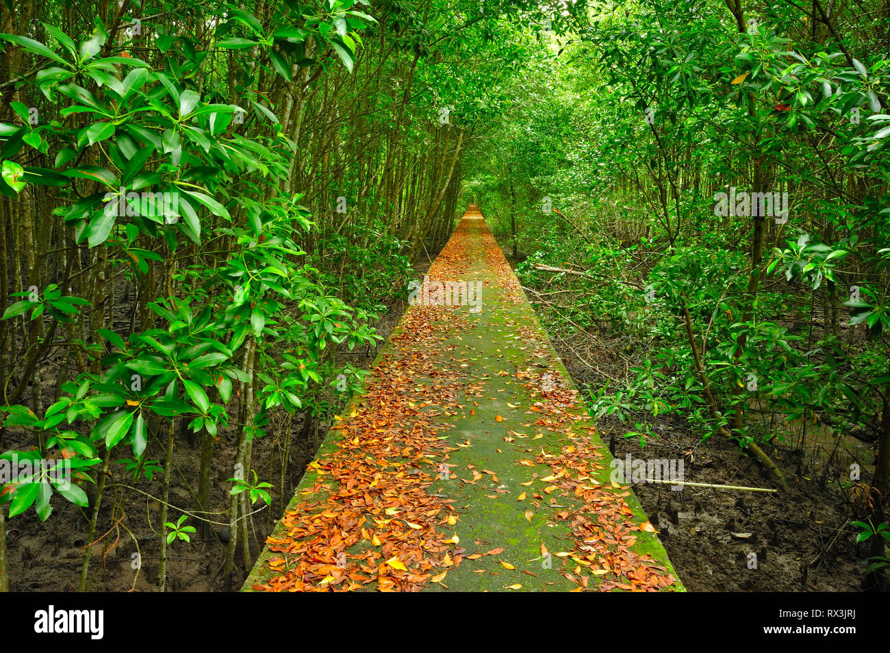 Boardwalk Kuala Selangor Nature Park Kuala Selangor Malaysia Stock Photo Alamy