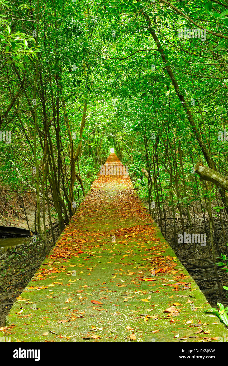 boardwalk, Kuala Selangor Nature Park, Kuala Selangor, Malaysia Stock Photo