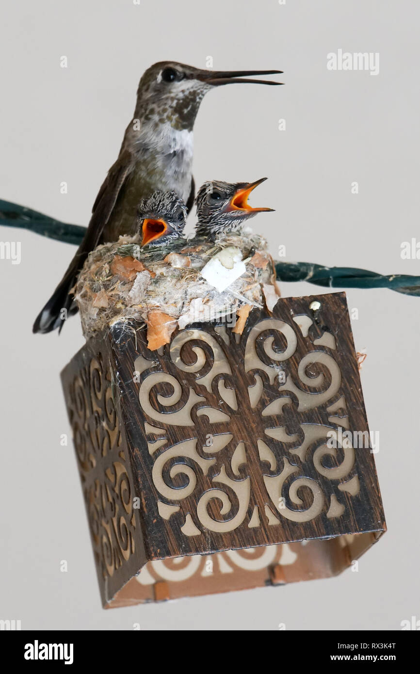 A mother bird sits in her nest with her newborns Stock Photo - Alamy