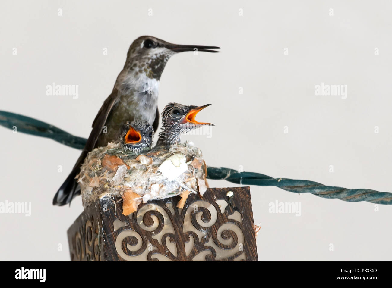 A mother bird sits in her nest with her newborns Stock Photo Alamy