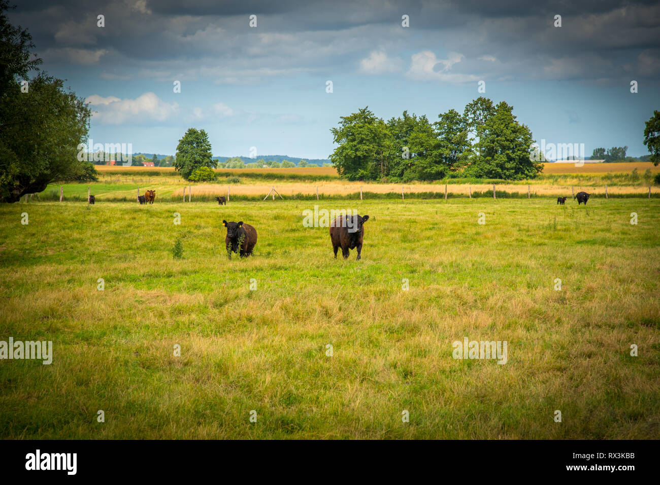 Galloway saddle cattle hi-res stock photography and images - Alamy