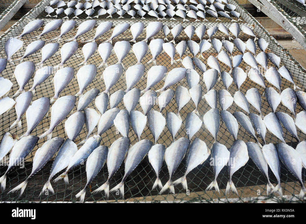 664 Fish Drying Racks Stock Photos, High-Res Pictures, and Images