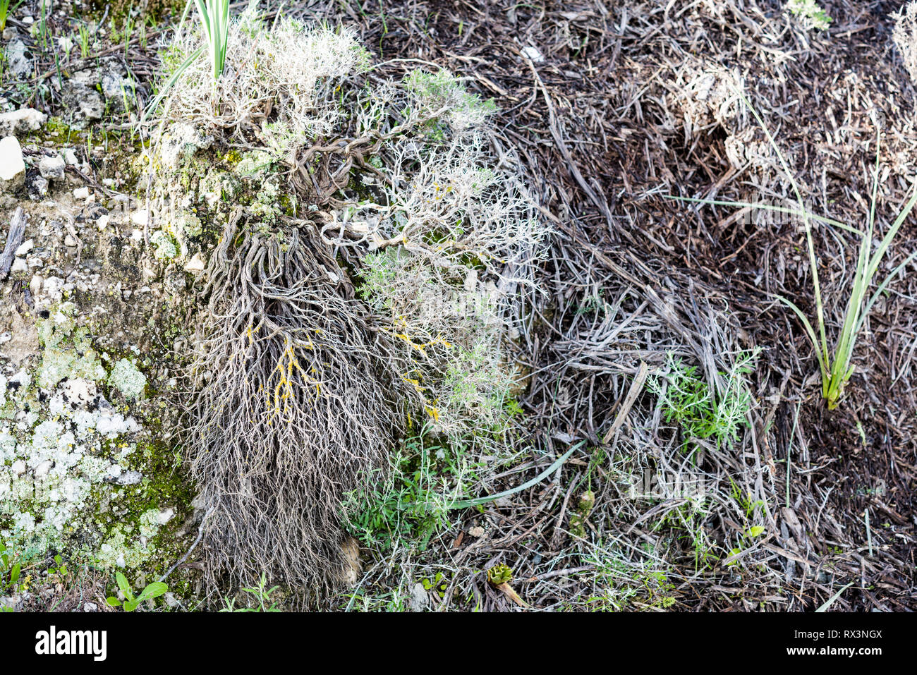 Mediterranean wild plants hi-res stock photography and images - Alamy