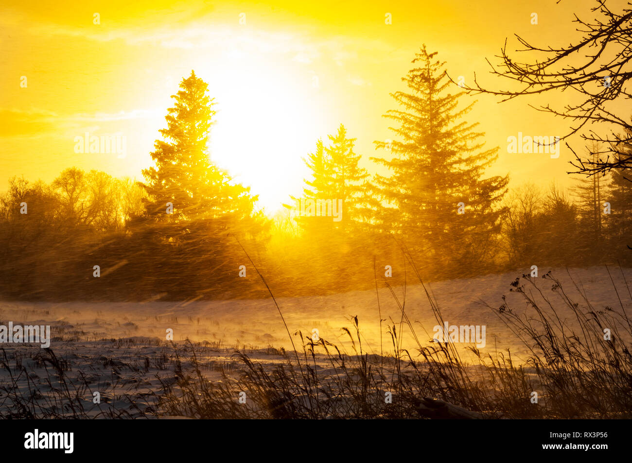 Scenic sunrise backlighting a rural forest in the mid winter Ontario, Canada Stock Photo