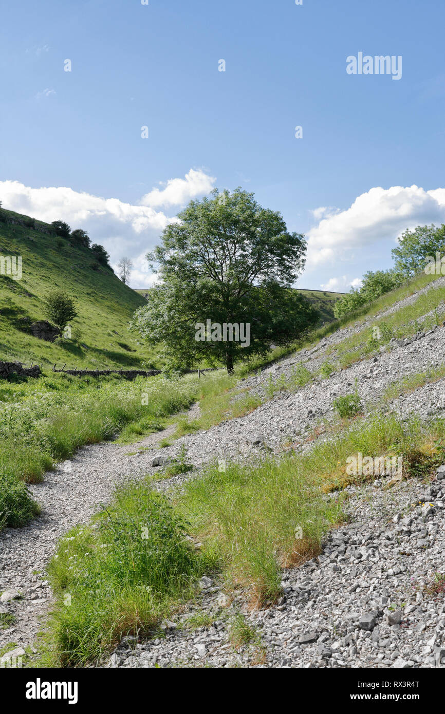 Isolated tree in Lathkill Dale, Derbyshire, England UK Stock Photo Alamy