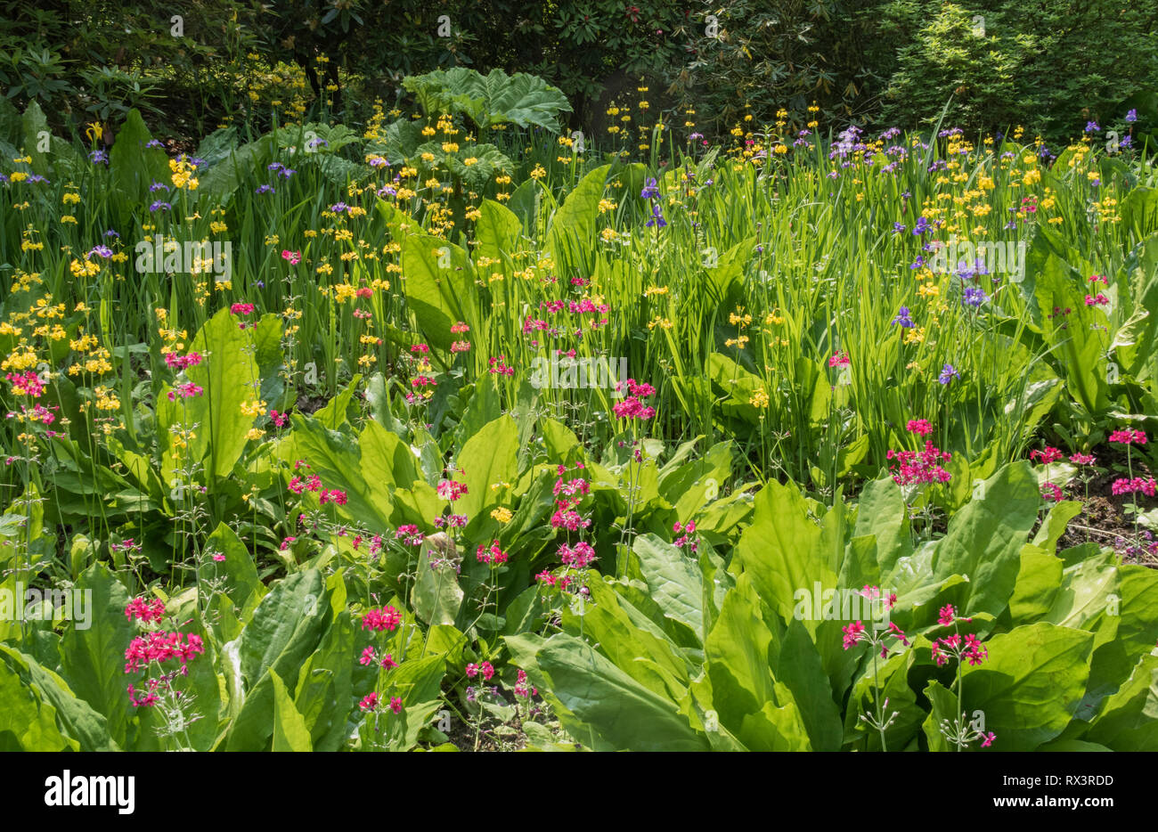 Spring flowers, Clyne Gardens, Blackpill, Swansea, South Wales, UK