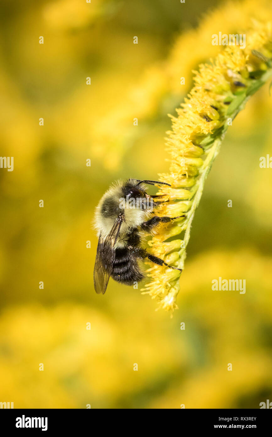 Common Eastern Bumble Bee (Bombus impatiens) on Goldenrod, Toronto, Ontario, Canada Stock Photo
