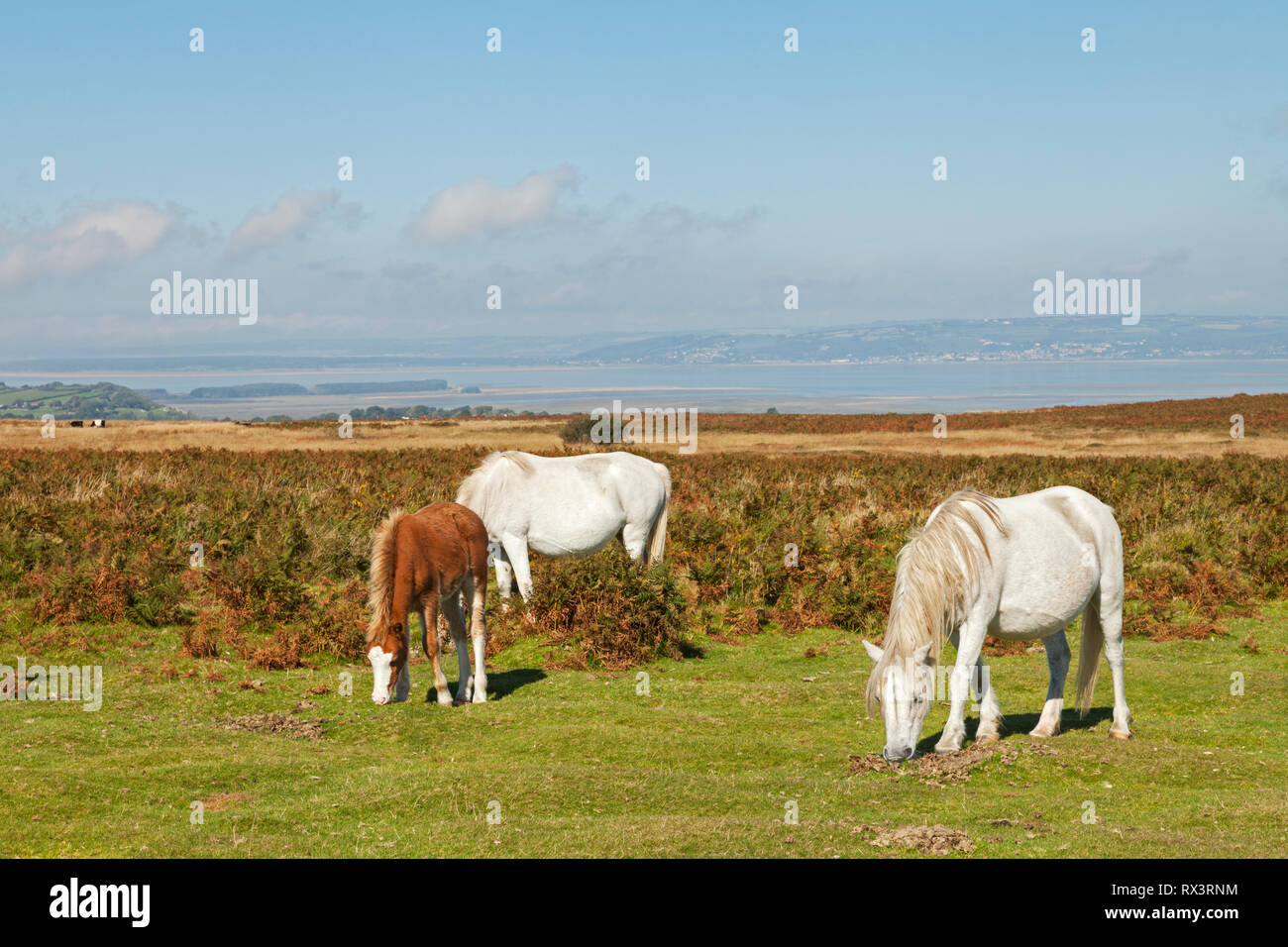Welsh ponies, mares and foal, on Cefn Bryn, Gower Peninsula, Swansea, South Wales, UK Stock Photo