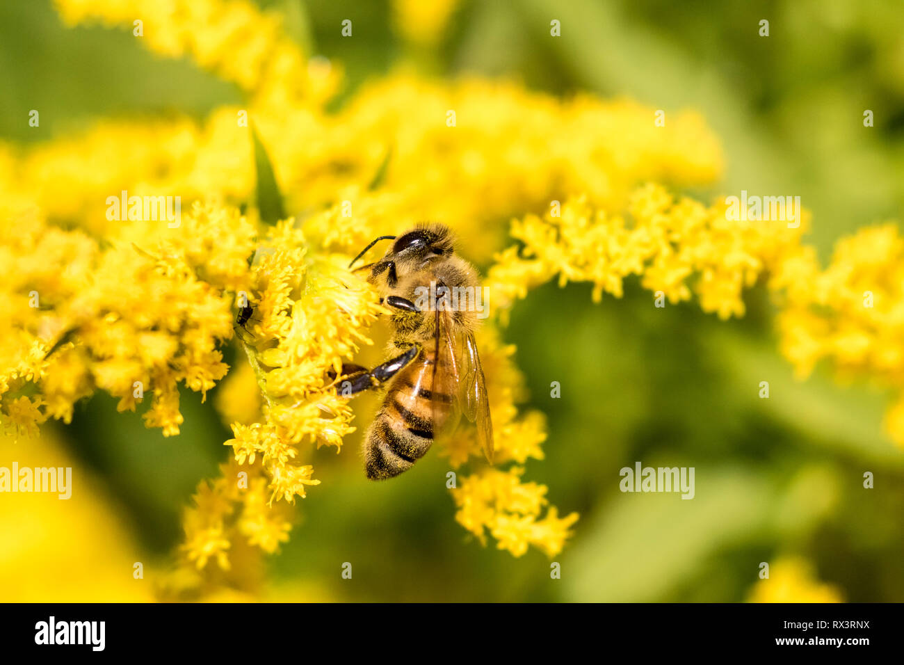 Western Honey Bee or European Honey Bee (Apis mellifera) on Goldenrod, Toronto, Ontario Canada - Honey Bees are important pollinators and honey makers but were introduced to North America Stock Photo