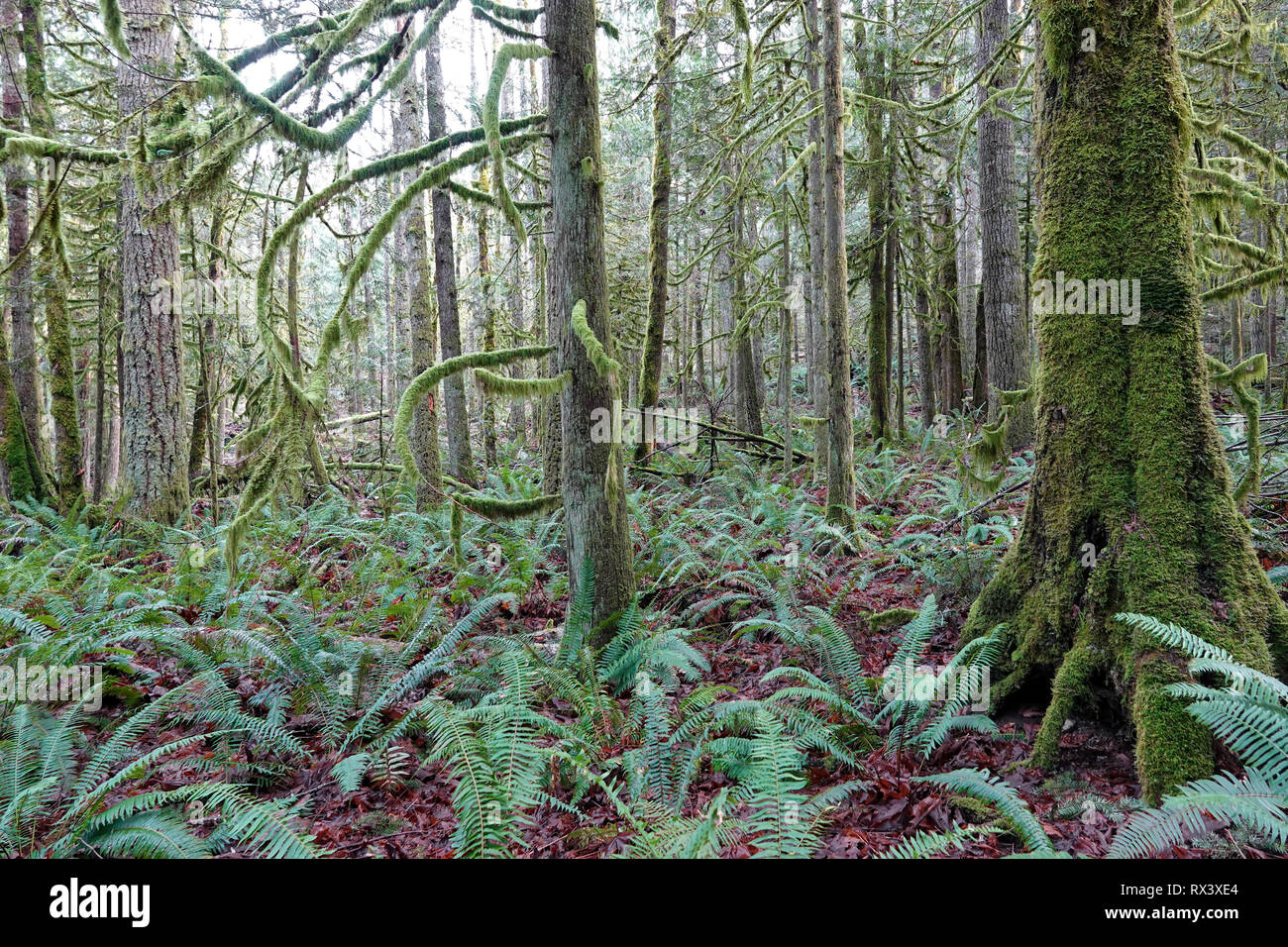 Mossy Pacific Northwest forest, Tiger Mountain, WA, USA; January 2019 Stock Photo