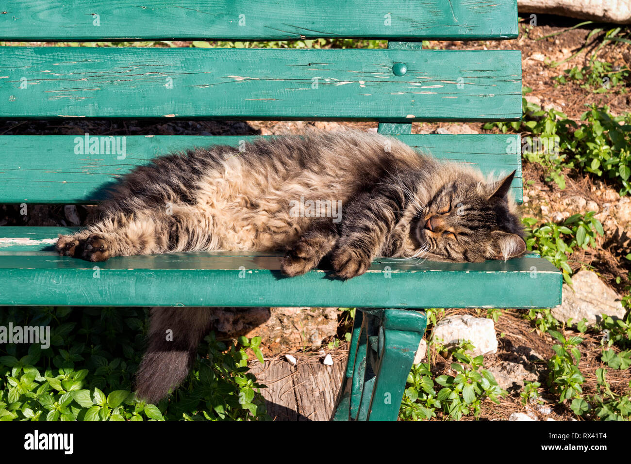 Cute cat sleeping on a bench Stock Photo