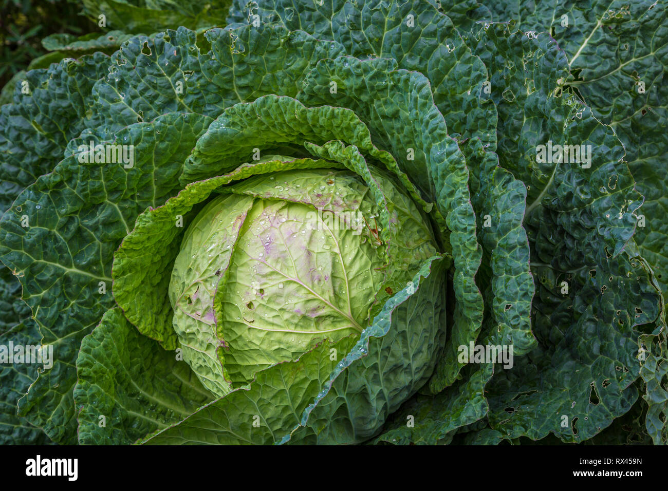 Obst und Gemüse - gesund und frisch Stock Photo