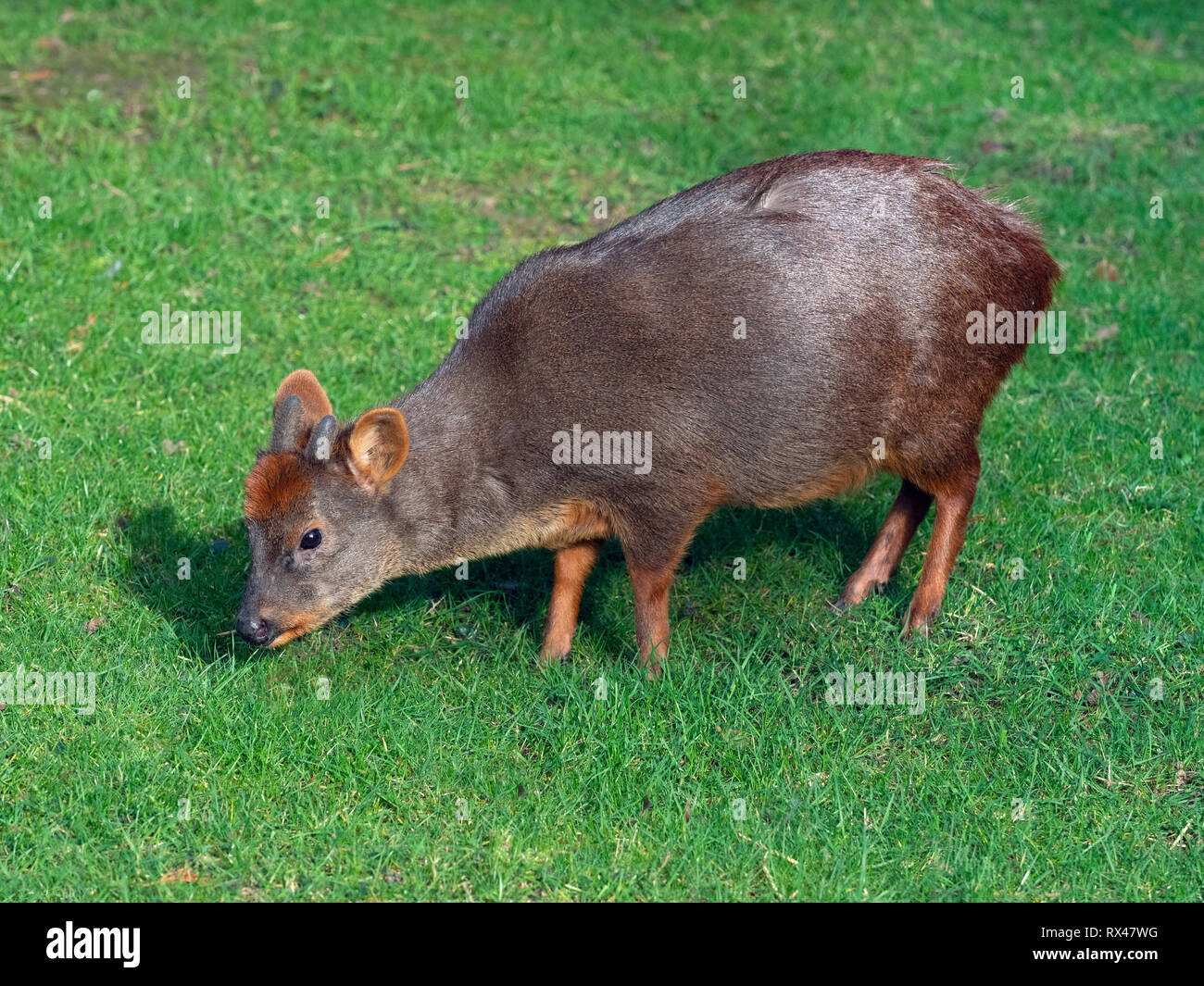 Southern pudu Pudu puda Stock Photo - Alamy