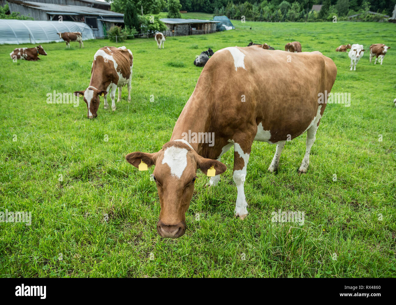 Herd of brown cows on the green pasture land Stock Photo - Alamy