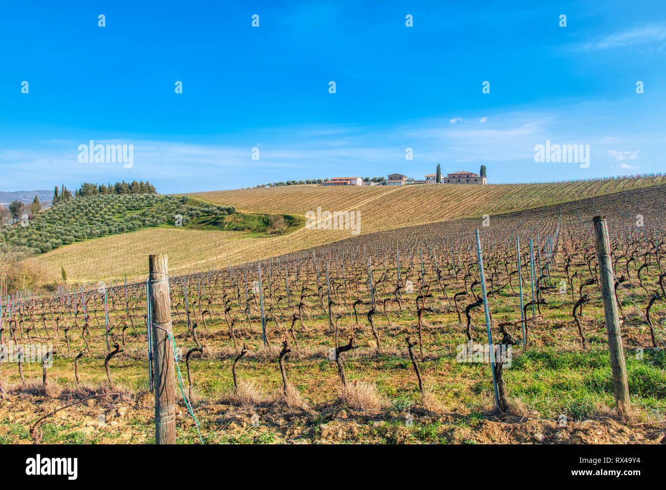 Vineyards in Tuscany Italy. Province of Siena. Stock Photo