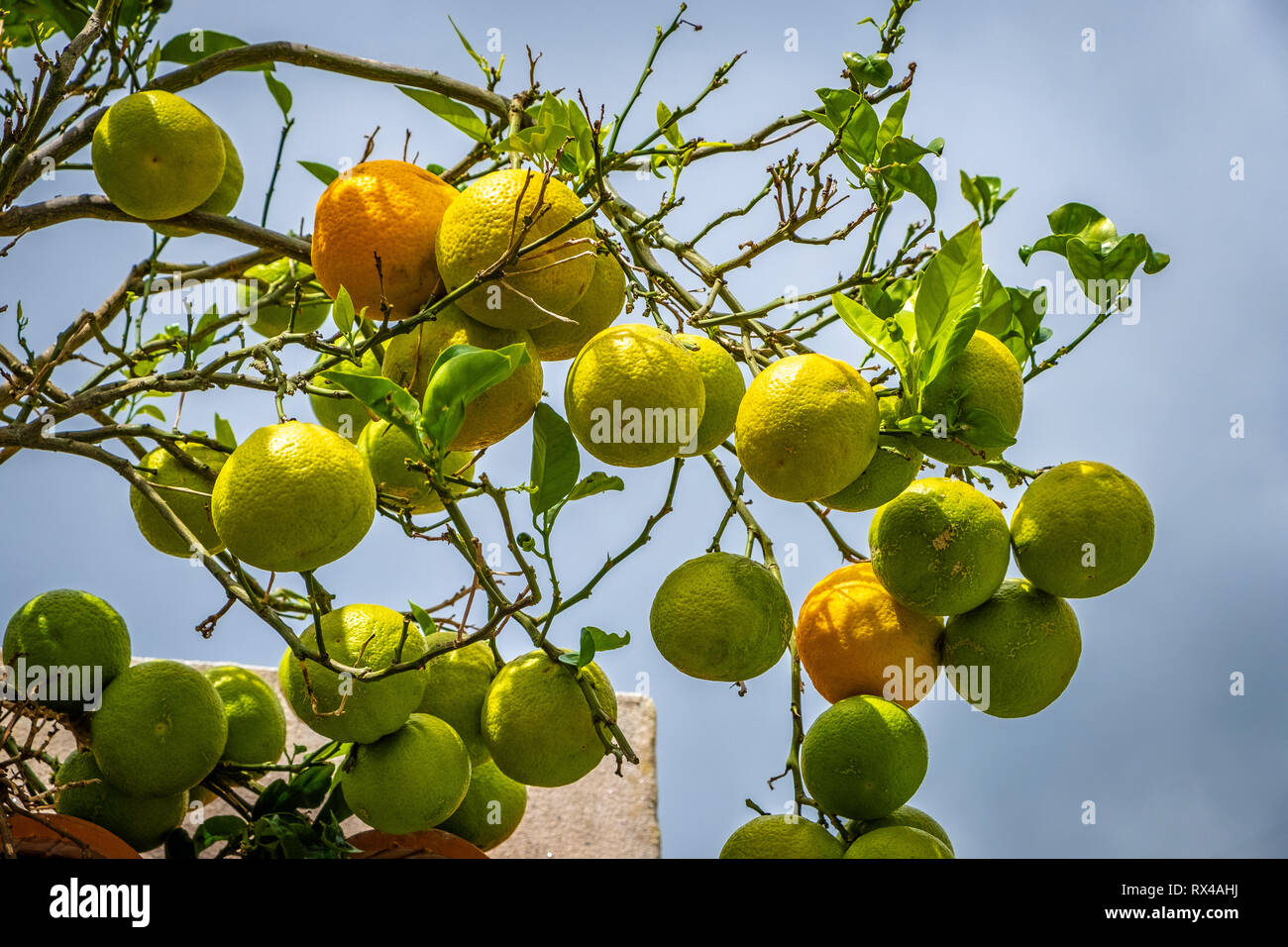 Orangen auf Teneriffa Stock Photo