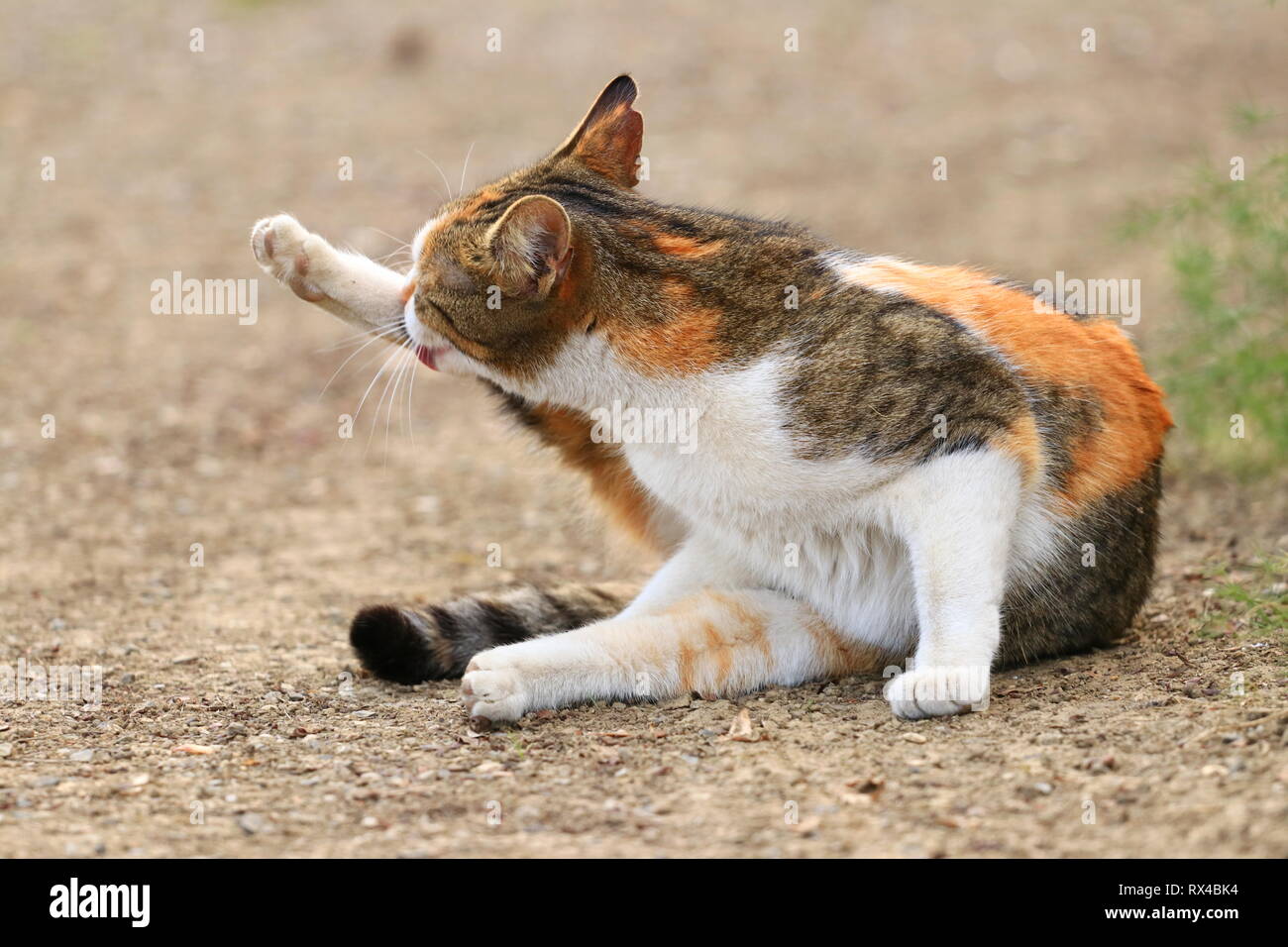 Cute cat posing in backyard Stock Photo