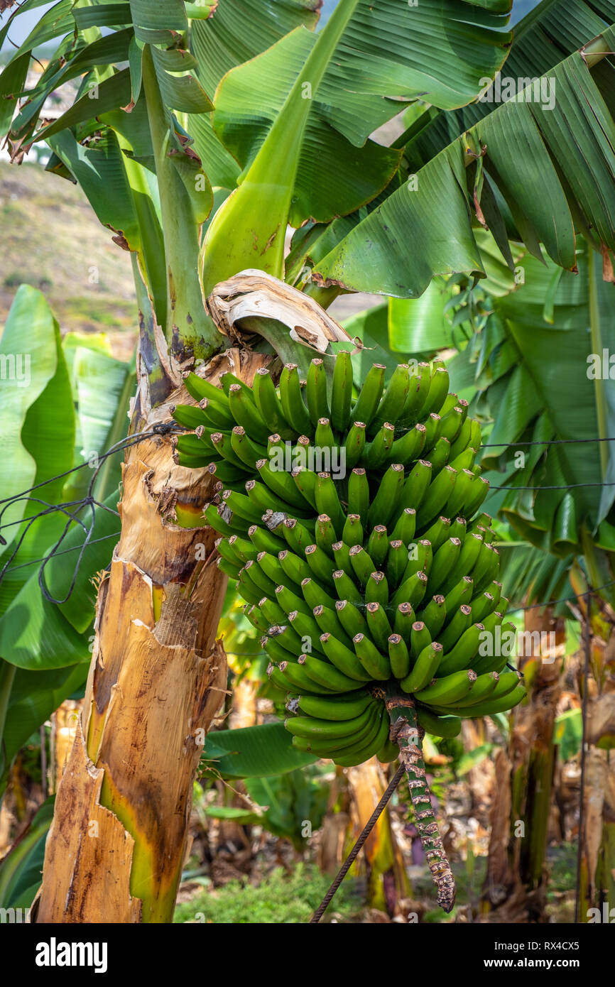 Bananenplantagen auf Teneriffa Stock Photo