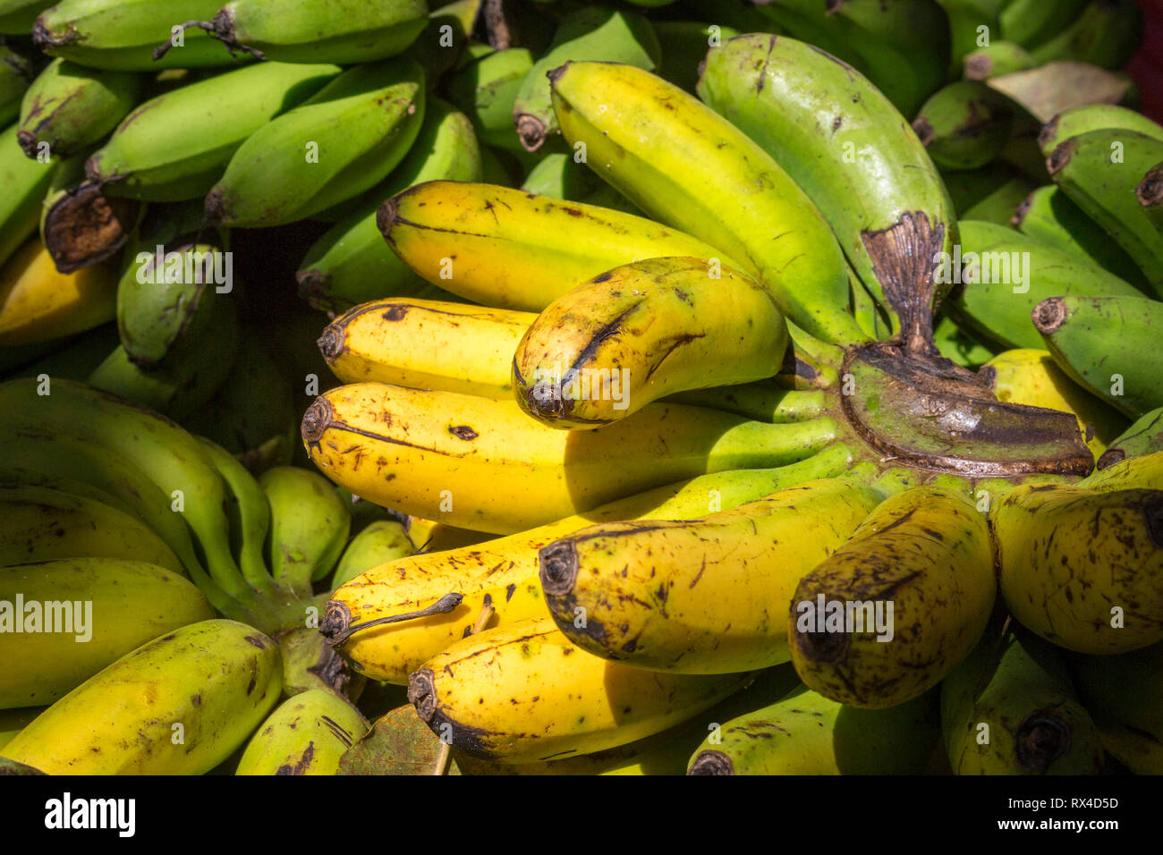 Bananas from the Philippines Stock Photo
