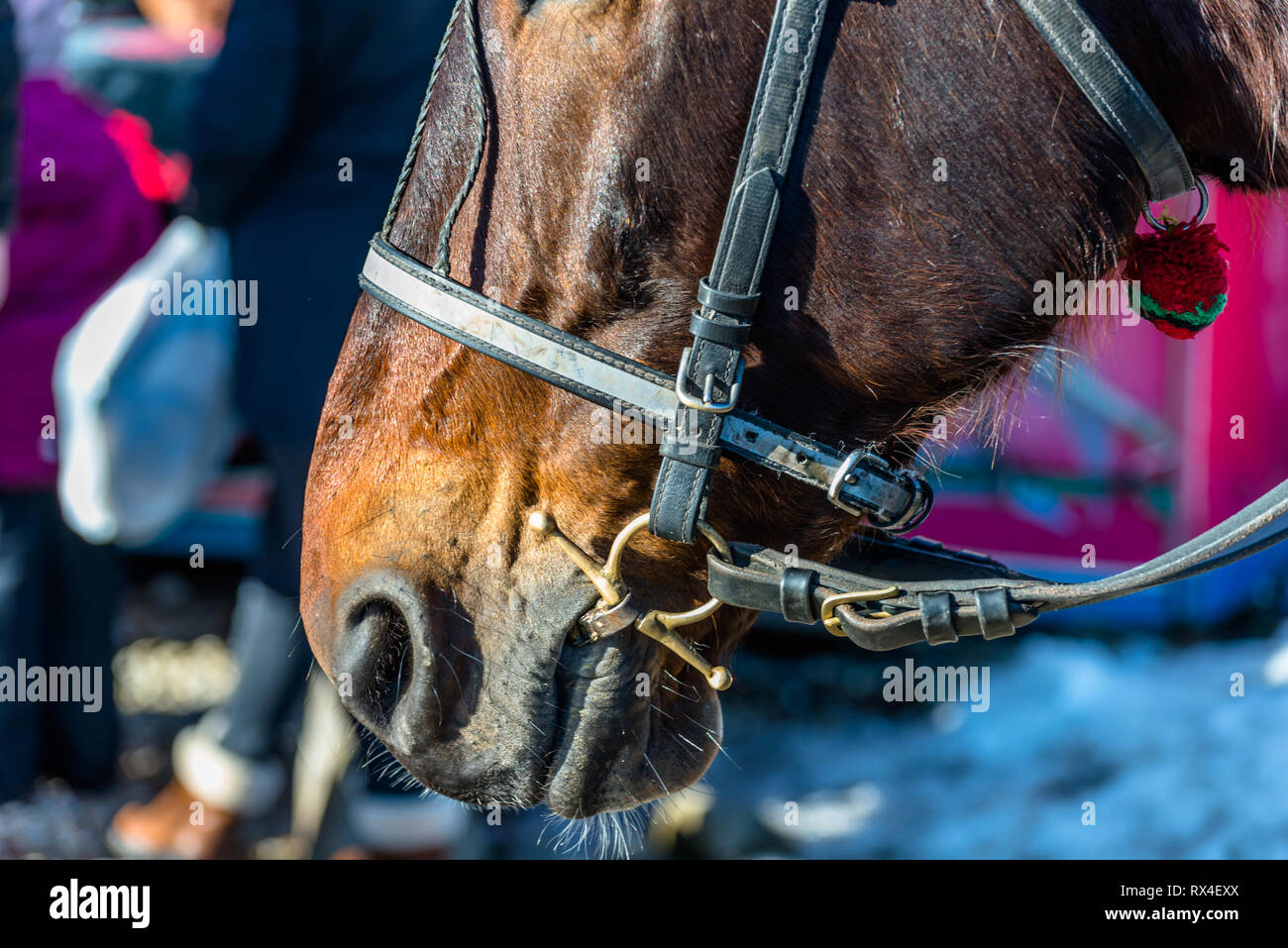 Horse head with bridle close up, visible bit, reins and noseband Stock