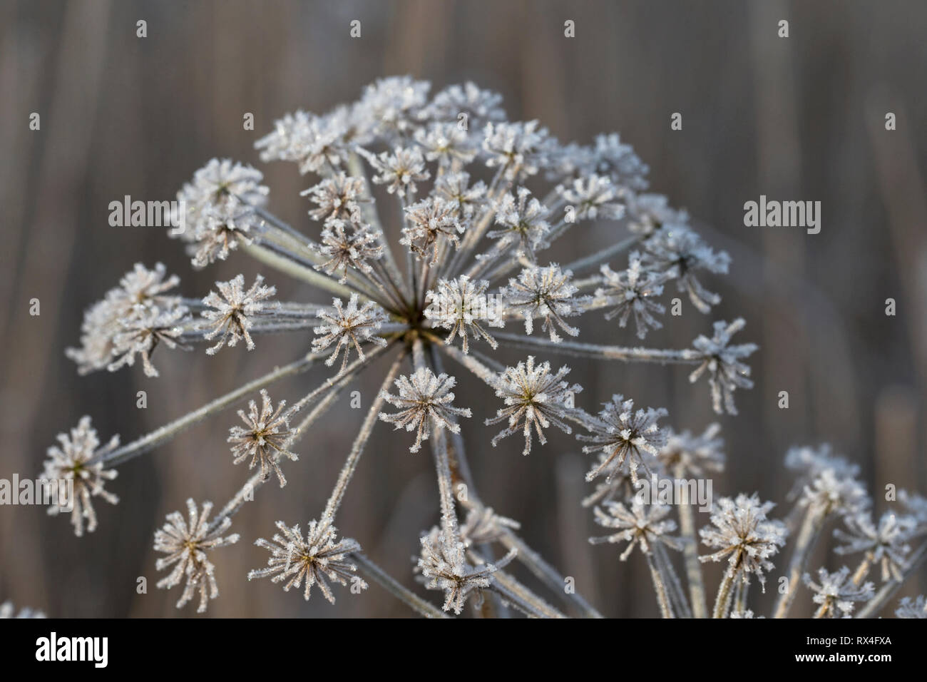 Hoar frost on umbellifer Norfolk GB UK February 2016 Stock Photo