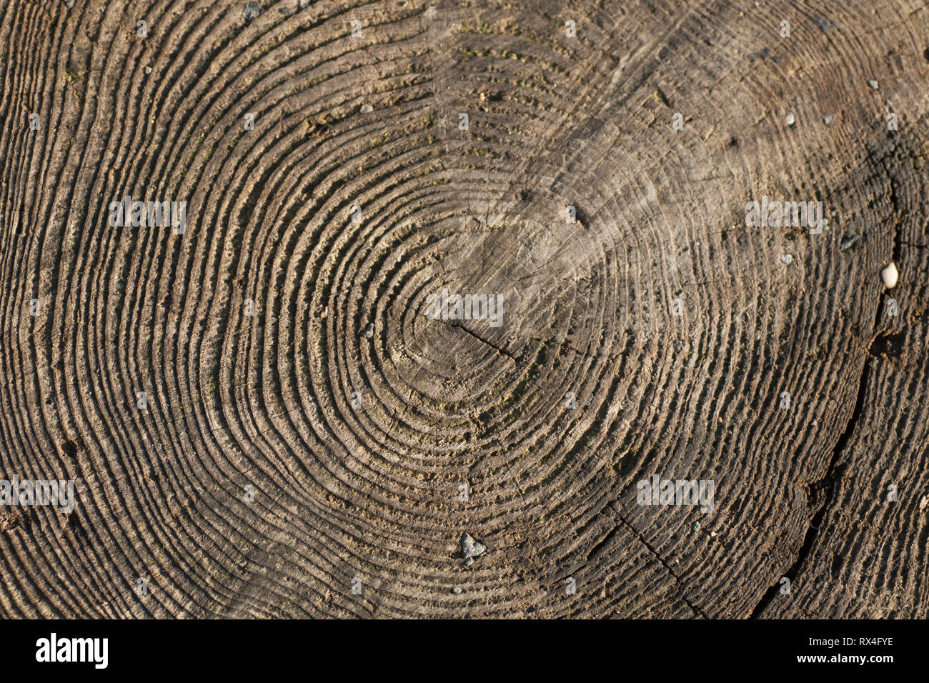 Cross section of tree trunk with growth rings Stock Photo - Alamy