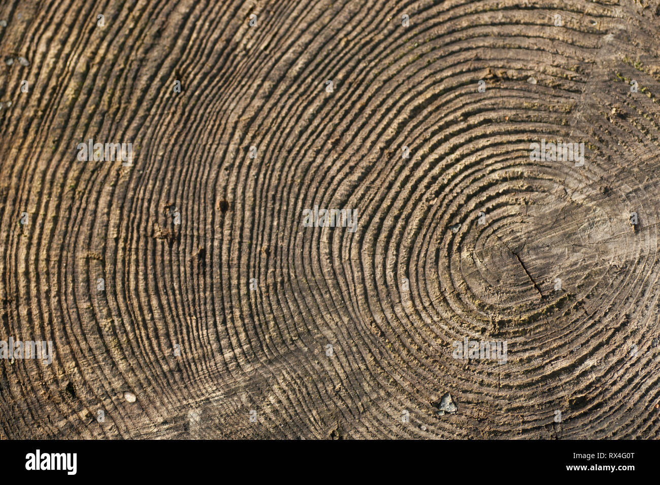 Cross section of tree trunk with growth rings Stock Photo Alamy