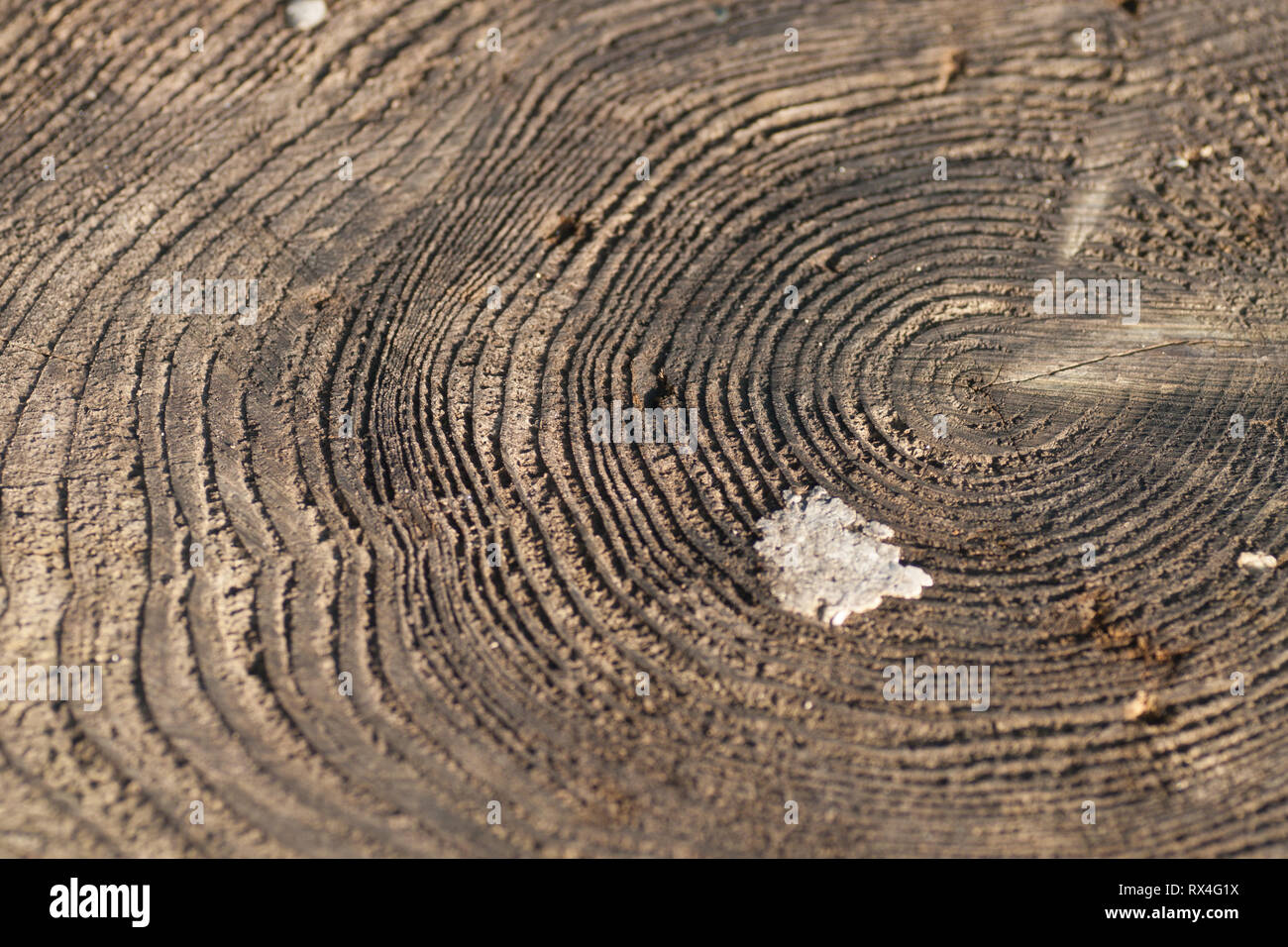 Cross section of tree trunk with growth rings Stock Photo - Alamy