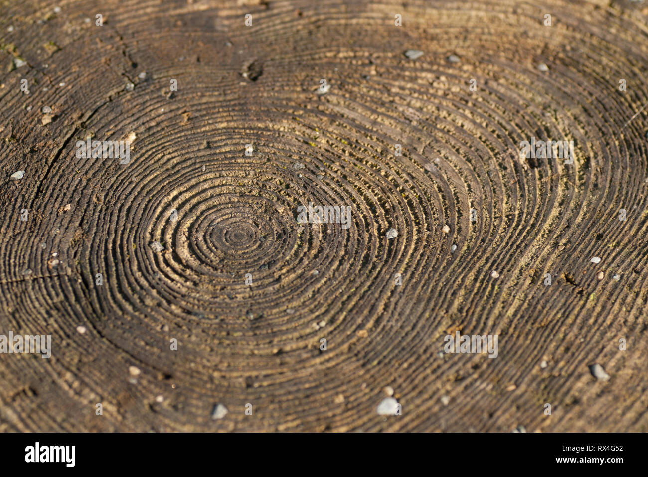 Cross section of tree trunk with growth rings Stock Photo - Alamy