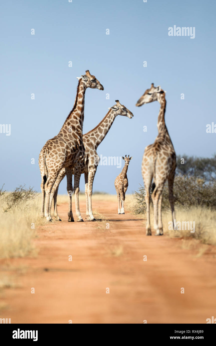 A giraffe tower in Namibia. Stock Photo