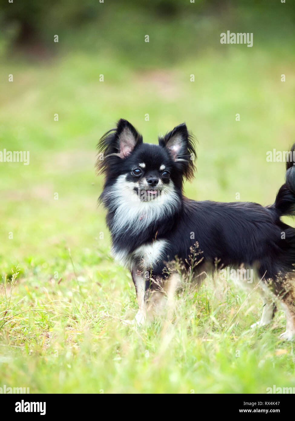 beautiful chihuahua