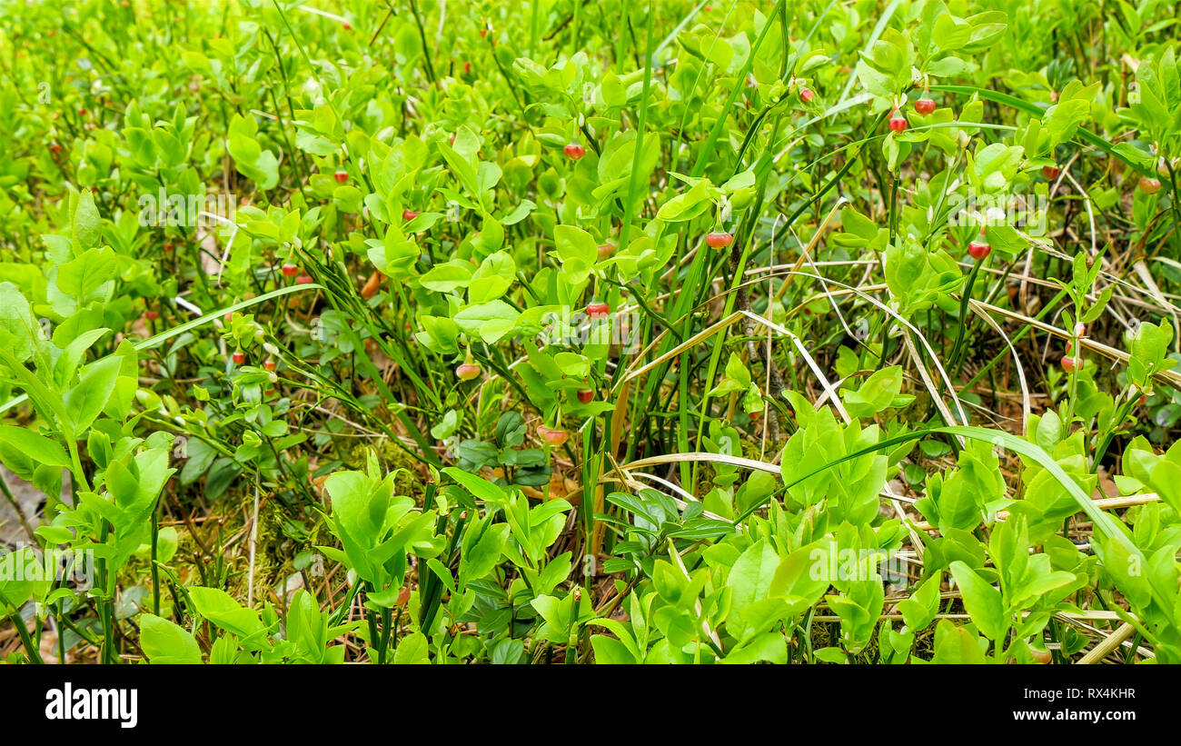 A Vaccinium myrtillus plant on the summer day. Vaccinium myrtillus is a species of shrub with edible fruit of blue color commonly called bilberry whor Stock Photo