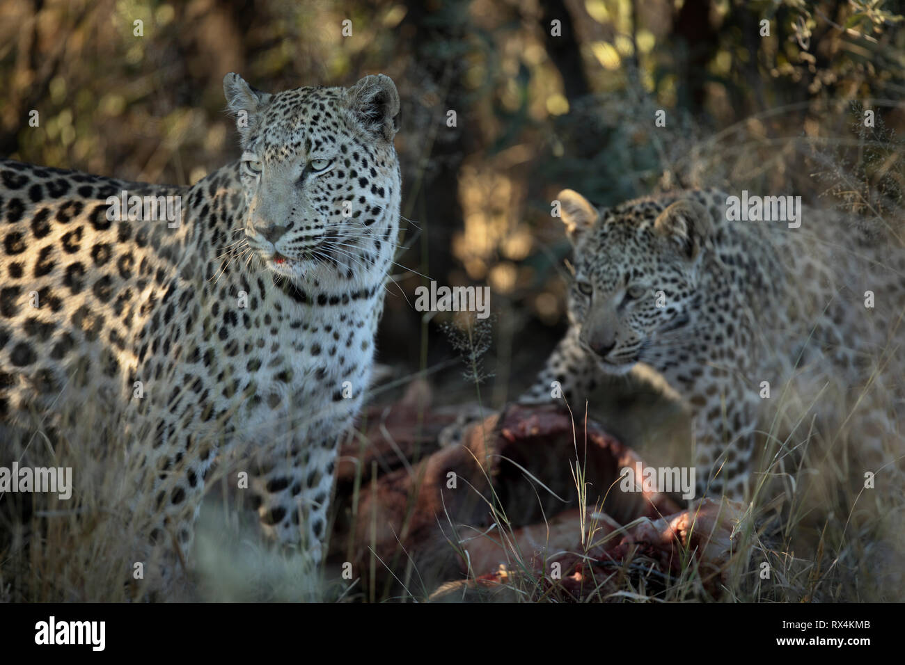 Two leopards on a kill in the afternoon light Stock Photo