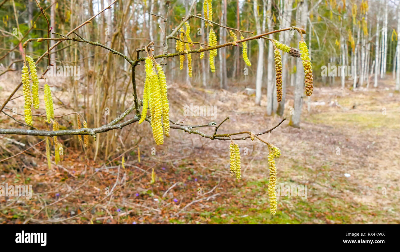 A Hazel plant or known as Corylus. The hazel is a genus of deciduous trees and large shrubs native to the temperate Northern Hemisphere. Stock Photo