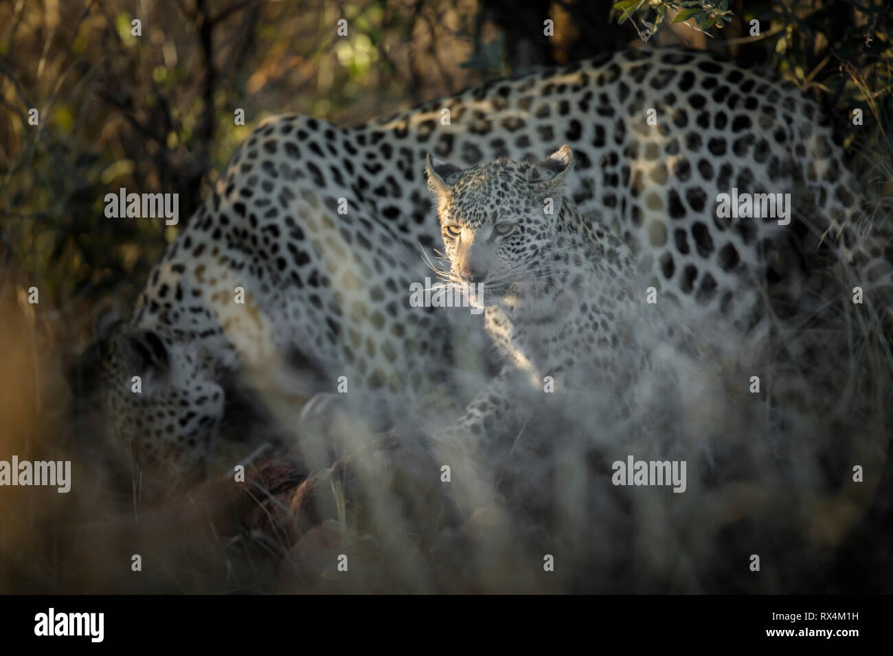 Two leopards on a kill in the afternoon light Stock Photo
