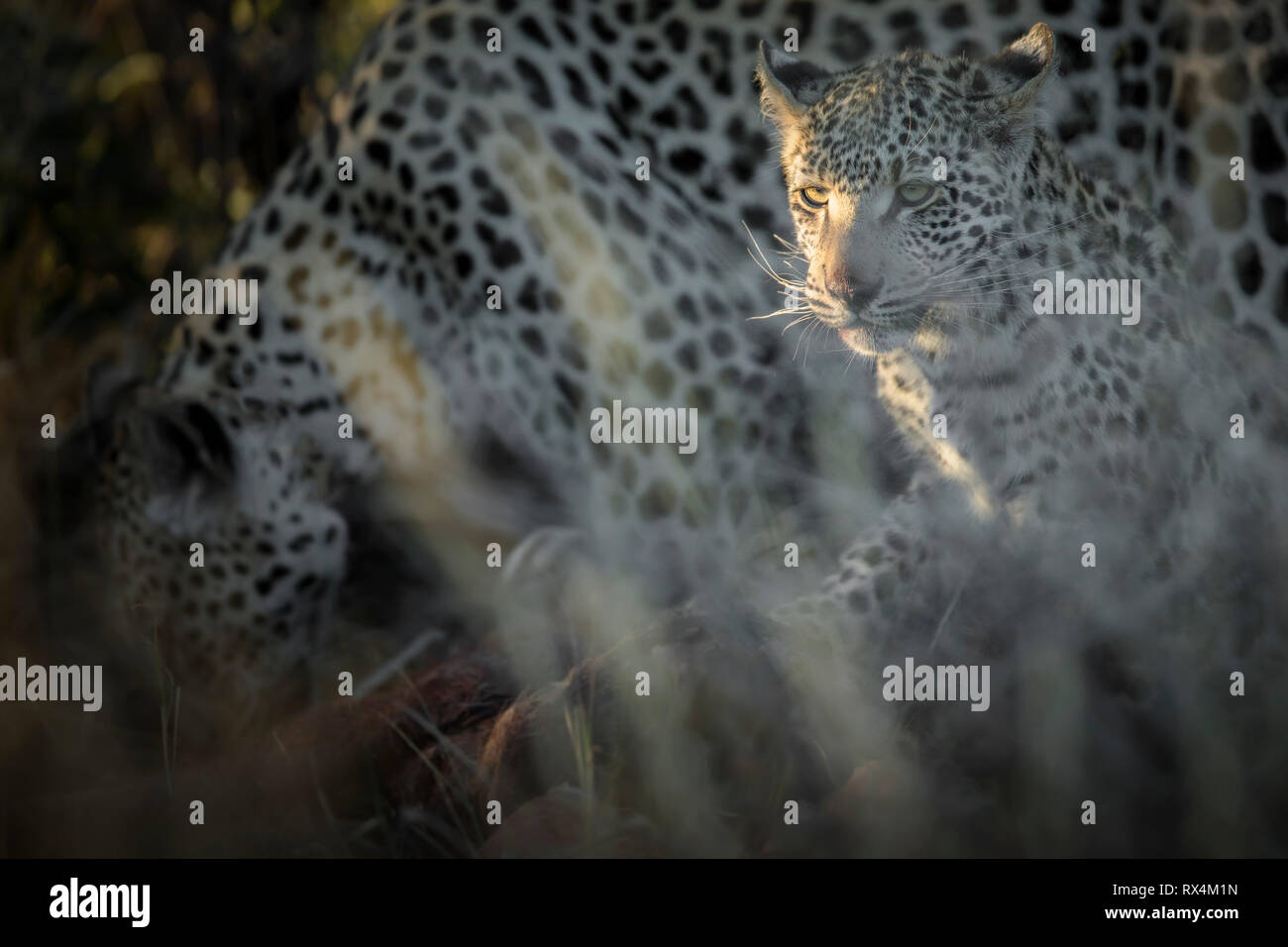 Two leopards on a kill in the afternoon light Stock Photo