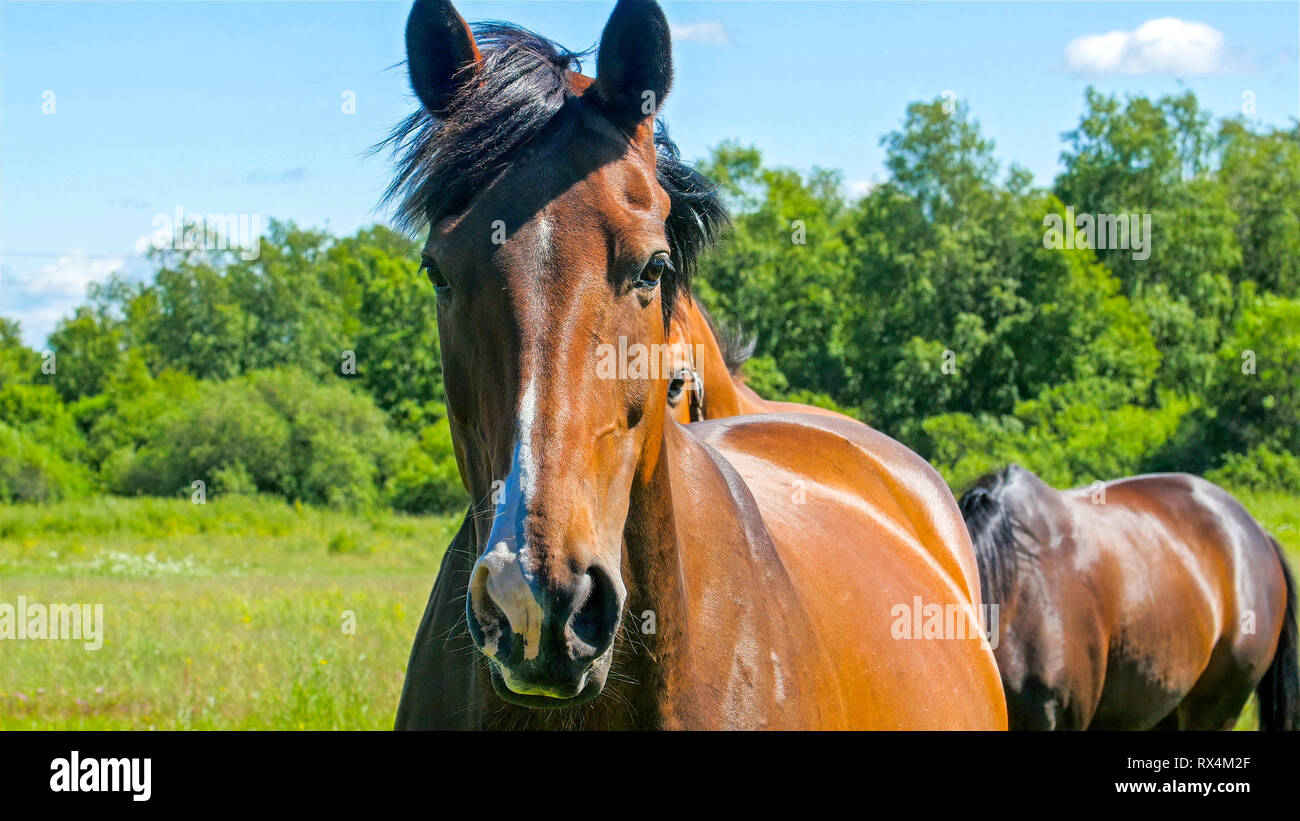 Closer look of the brown horses on the farm. The horses have black hairs on the head and smooth brown skin Stock Photo