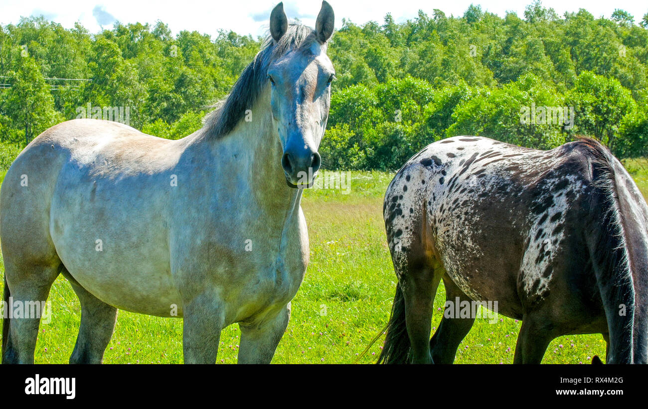 White and black spotted horse on the farm. The white horse is just standing while the black with white spots horse is eating grasses Stock Photo