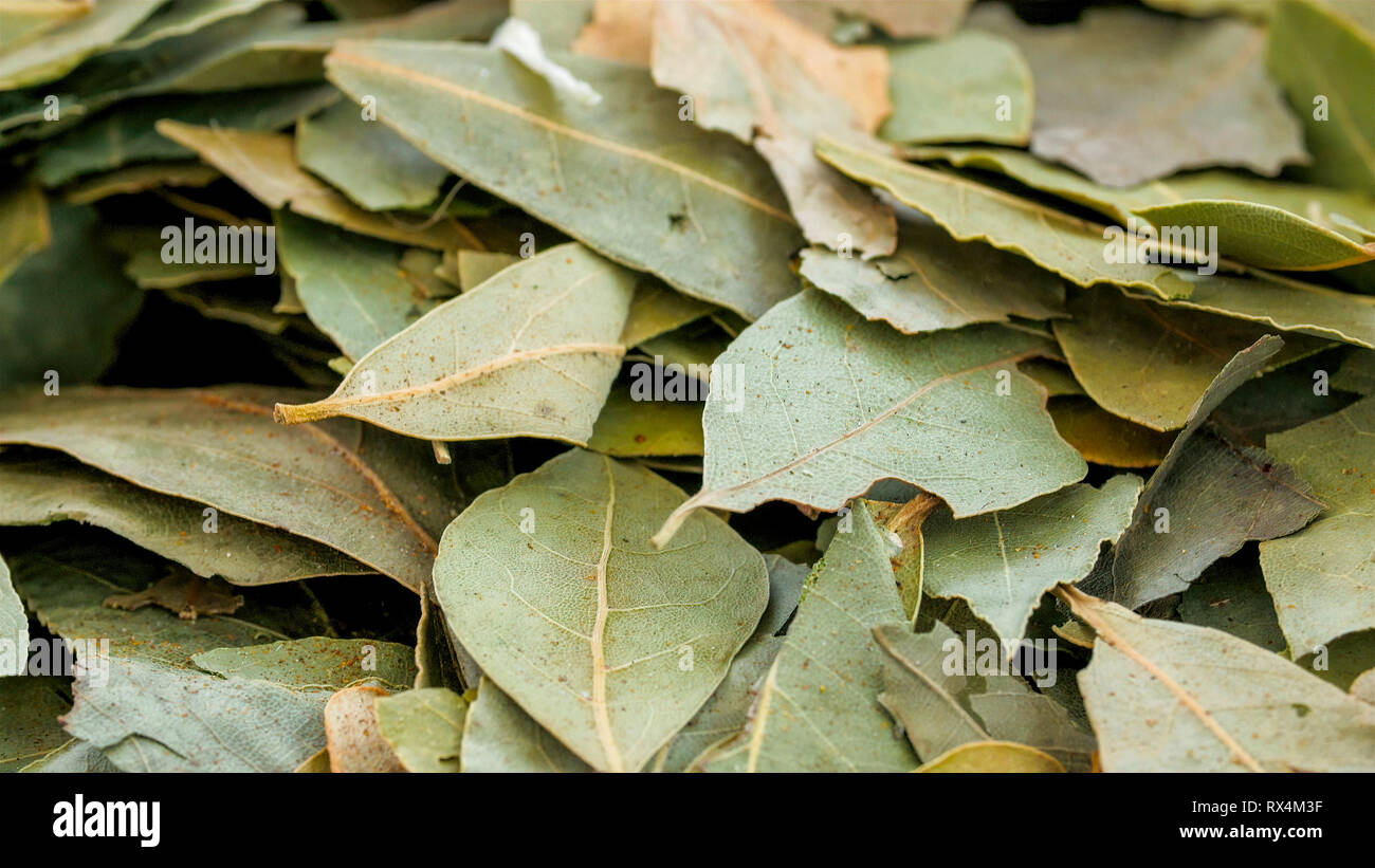 Lots of laurel leaves used for cooking. Laurus nobilis is an aromatic evergreen tree or large shrub with green glossy leaves native to the Mediterrane Stock Photo