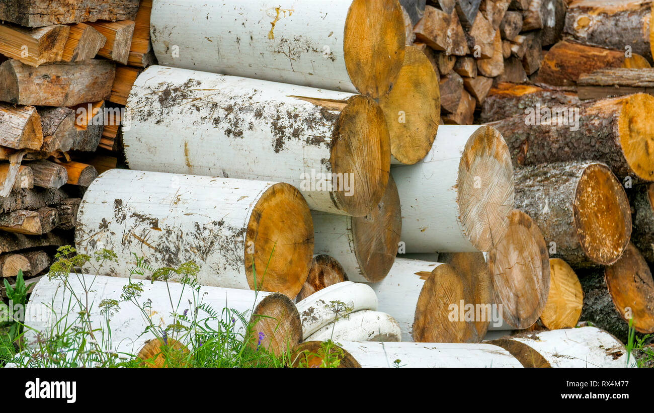 The birch tree logs being piled up on the side. Tall heaps of piled